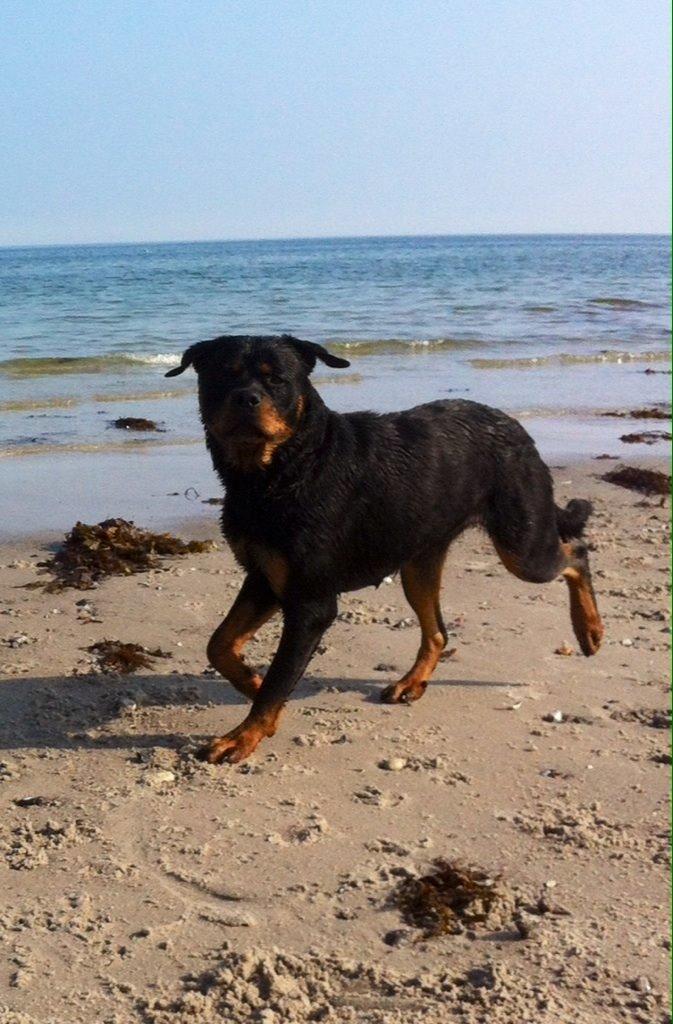 Rottweiler Anton billede 4