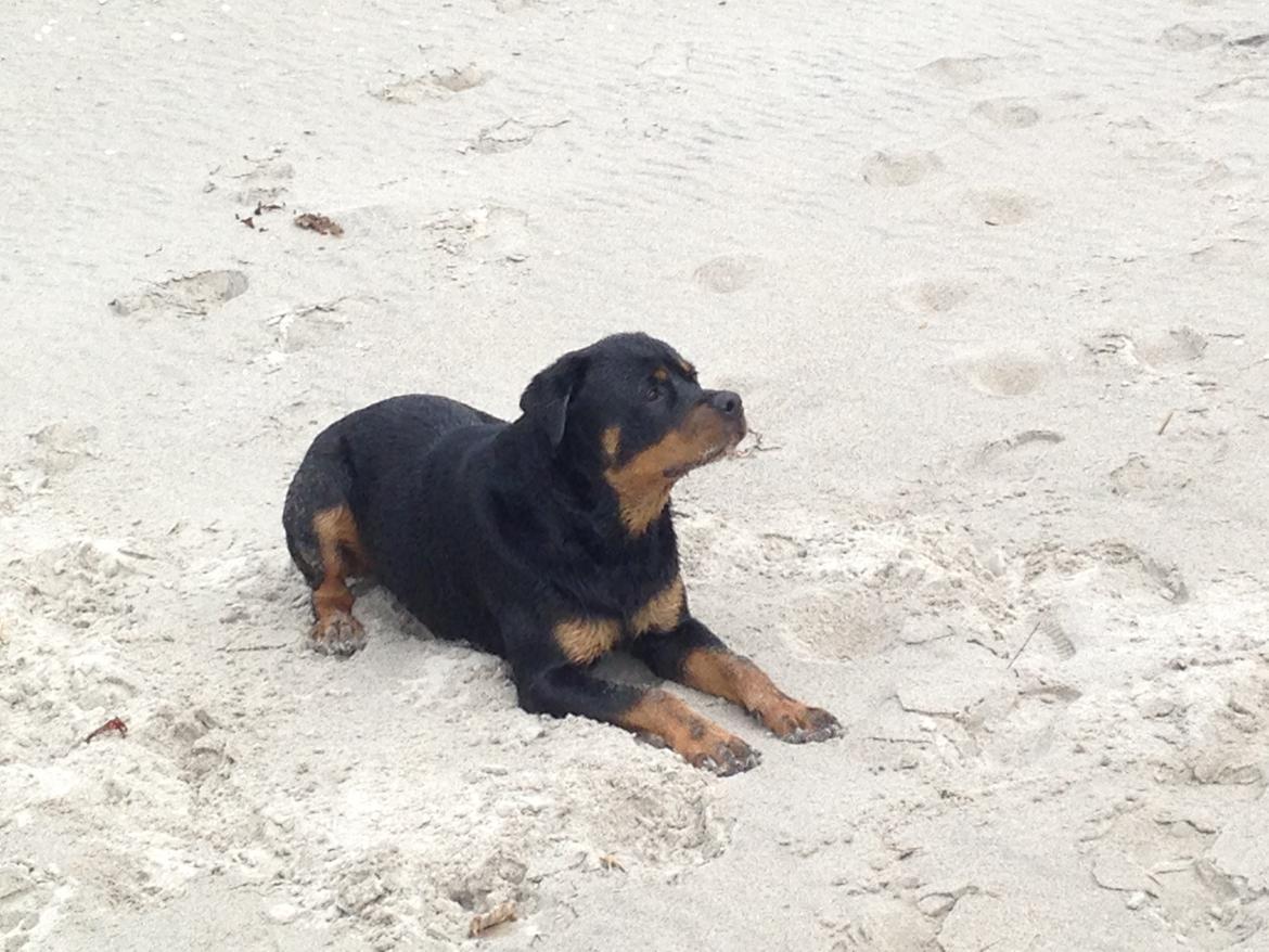 Rottweiler Anton billede 3