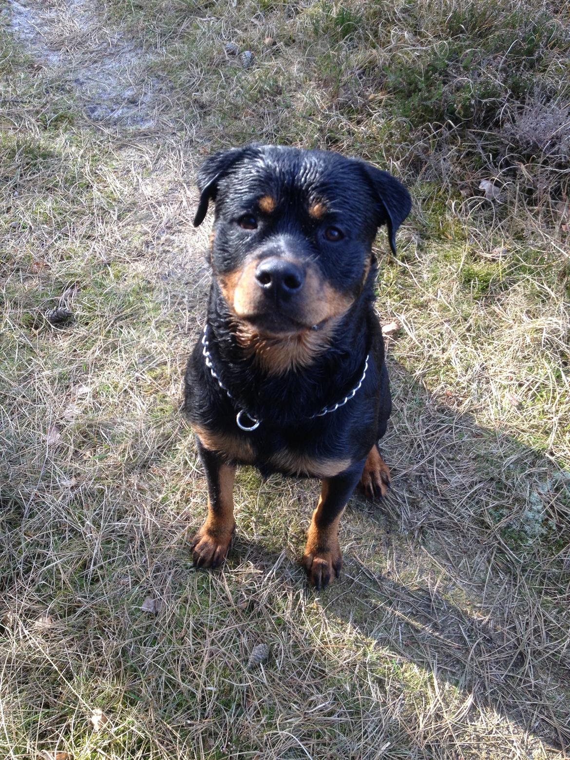 Rottweiler Anton billede 6