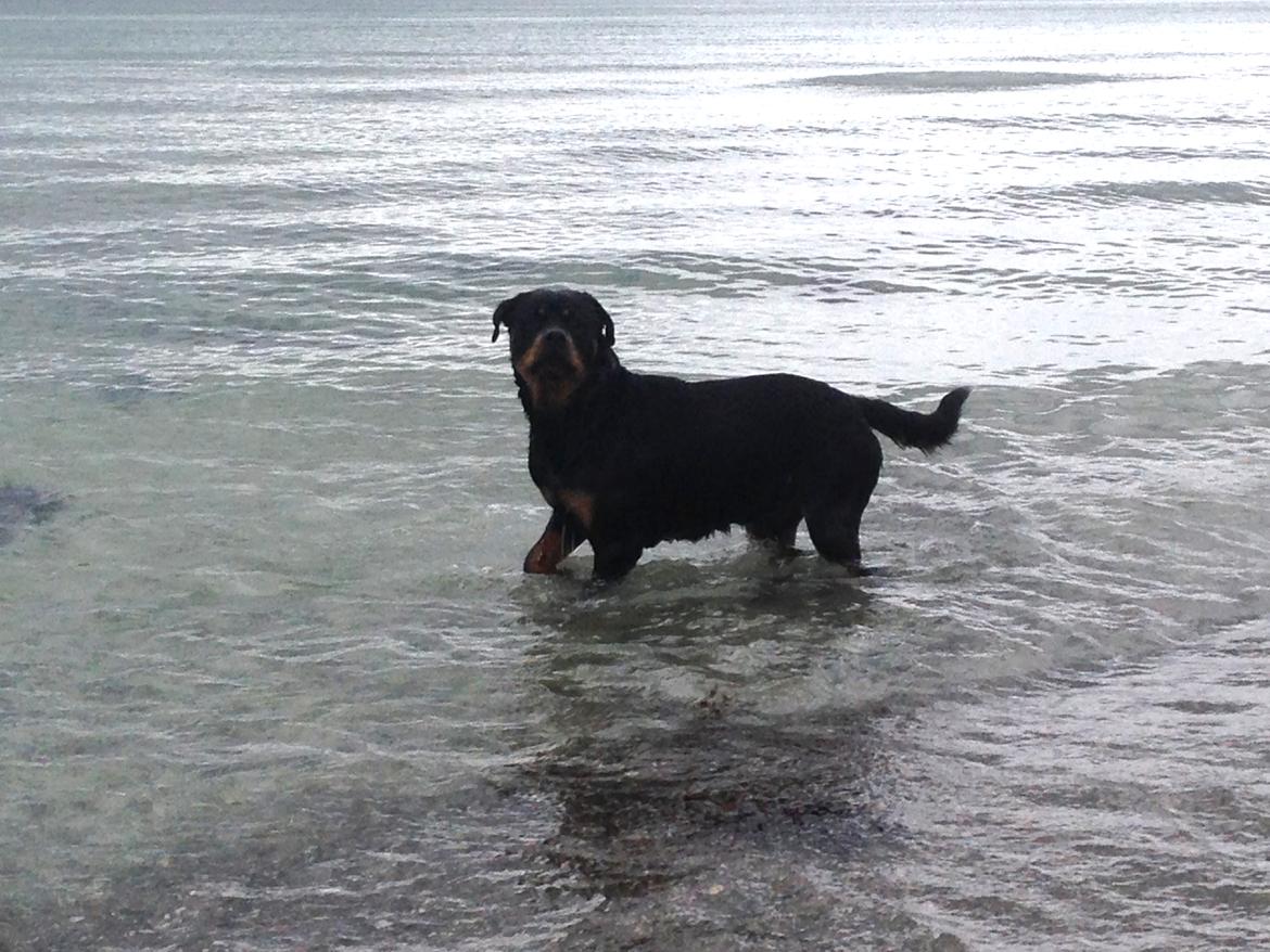 Rottweiler Anton billede 5