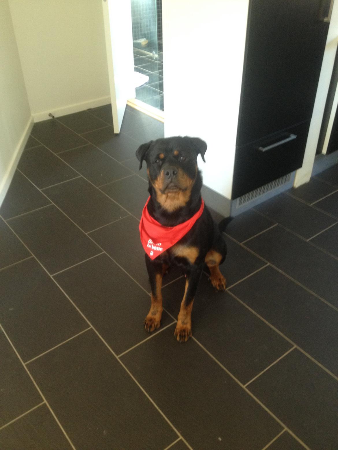 Rottweiler Anton billede 7