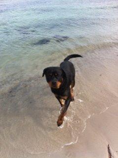 Rottweiler Anton billede 8
