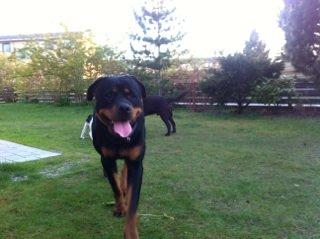 Rottweiler Anton billede 9