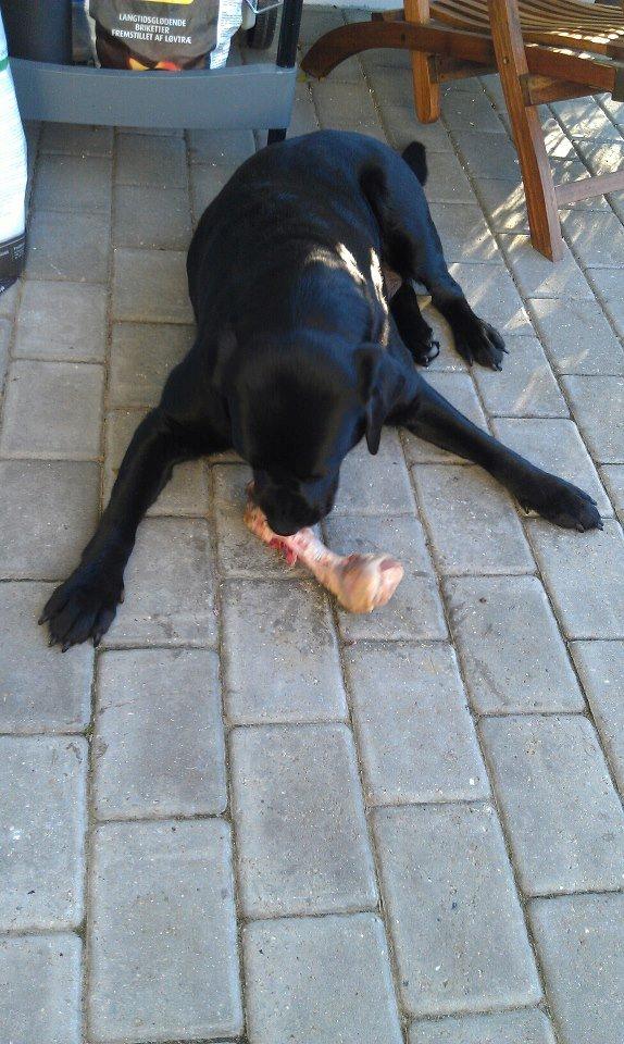 Labrador retriever Nicki billede 21