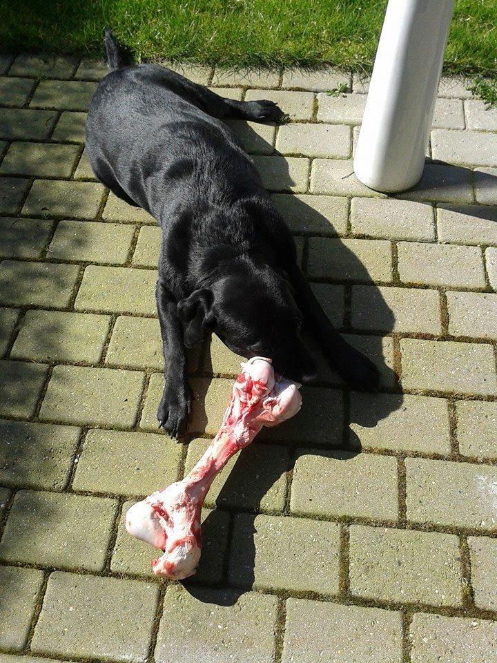 Labrador retriever Nicki billede 23