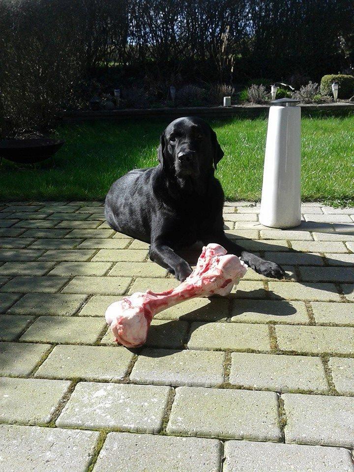 Labrador retriever Nicki billede 24