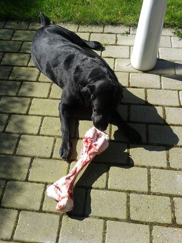 Labrador retriever Nicki billede 25