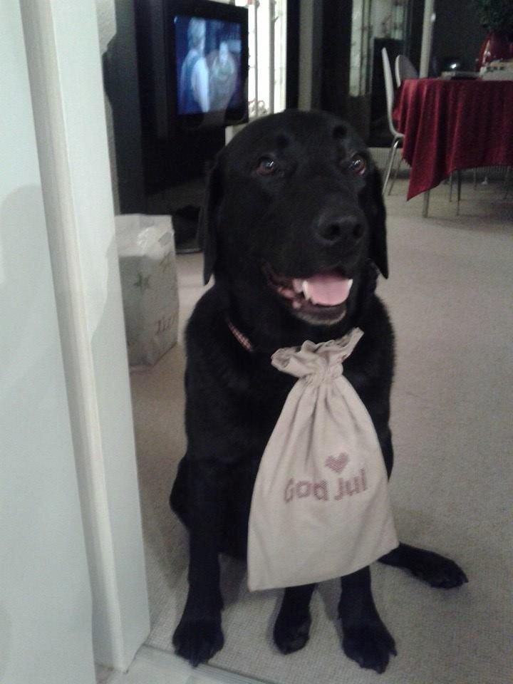 Labrador retriever Nicki billede 22