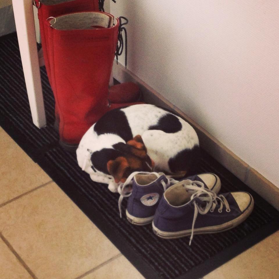 Dansk svensk gaardhund Moustgaard Ina aka. Molly billede 16