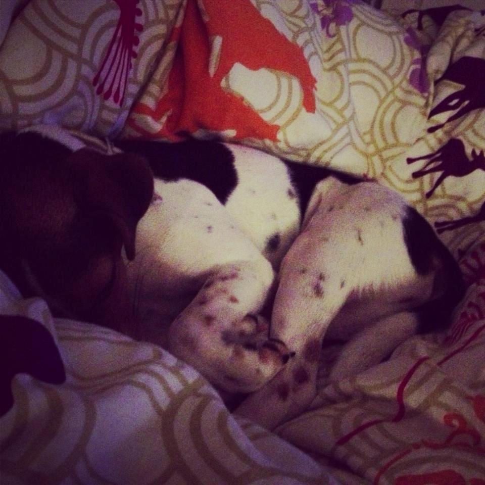 Dansk svensk gaardhund Moustgaard Ina aka. Molly billede 5