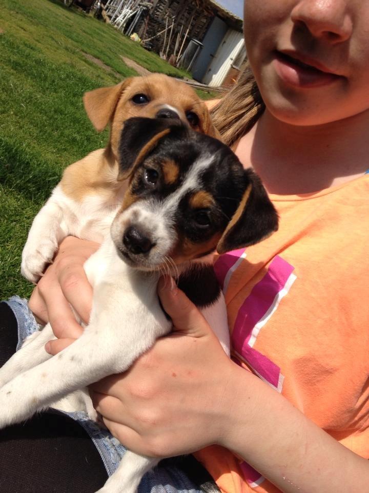 Dansk svensk gaardhund Moustgaard Ina aka. Molly billede 21