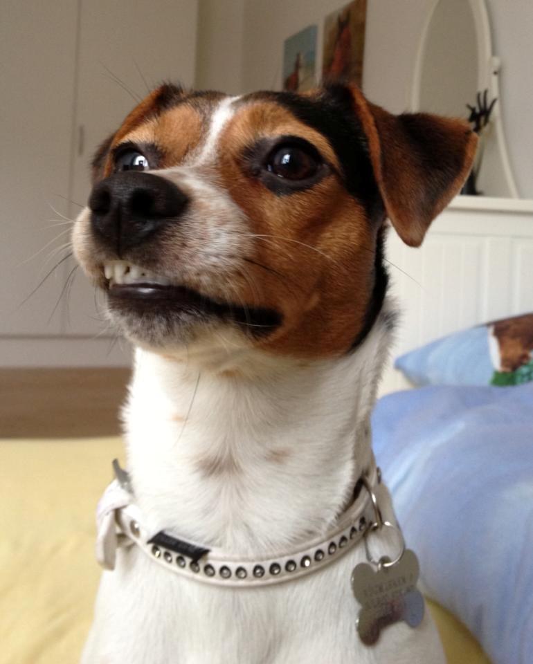 Dansk svensk gaardhund Moustgaard Ina aka. Molly billede 22