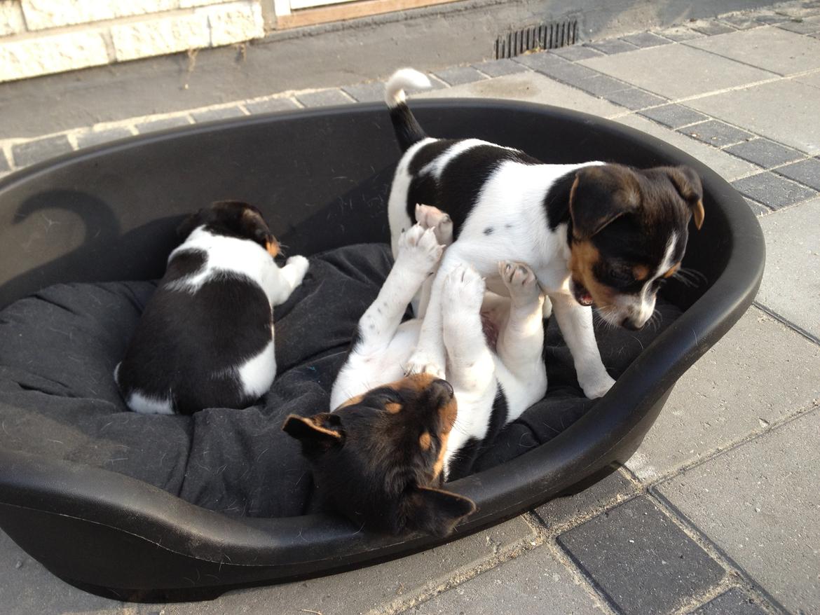 Dansk svensk gaardhund Moustgaard Ina aka. Molly billede 10