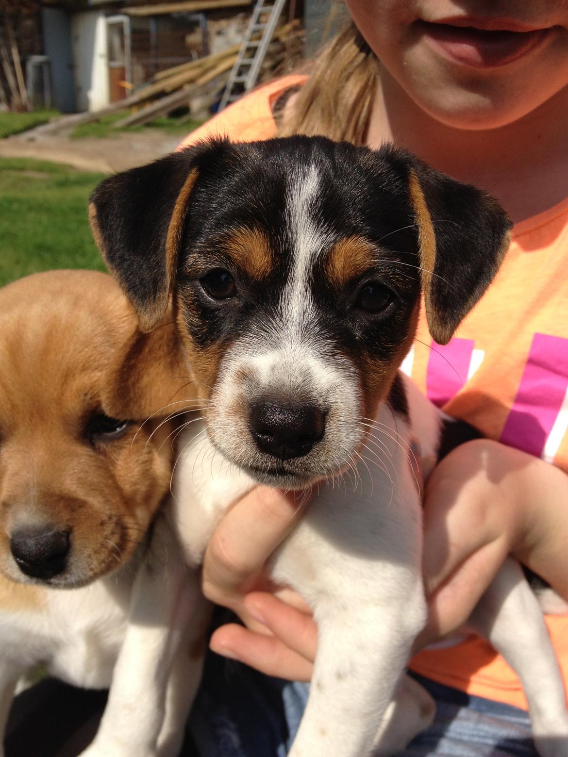 Dansk svensk gaardhund Moustgaard Ina aka. Molly billede 11