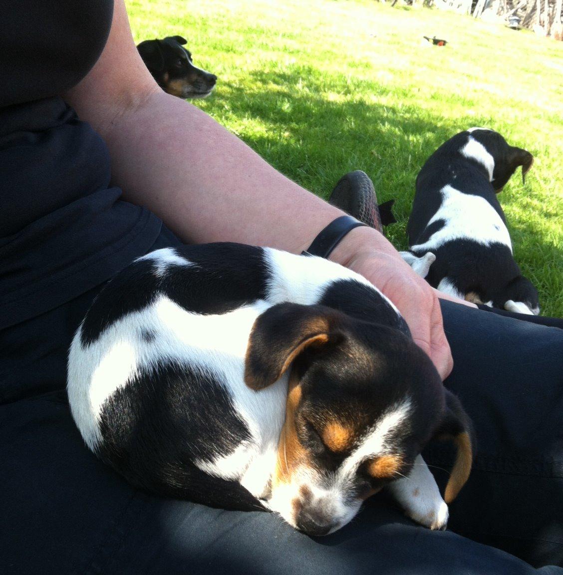 Dansk svensk gaardhund Moustgaard Ina aka. Molly billede 18