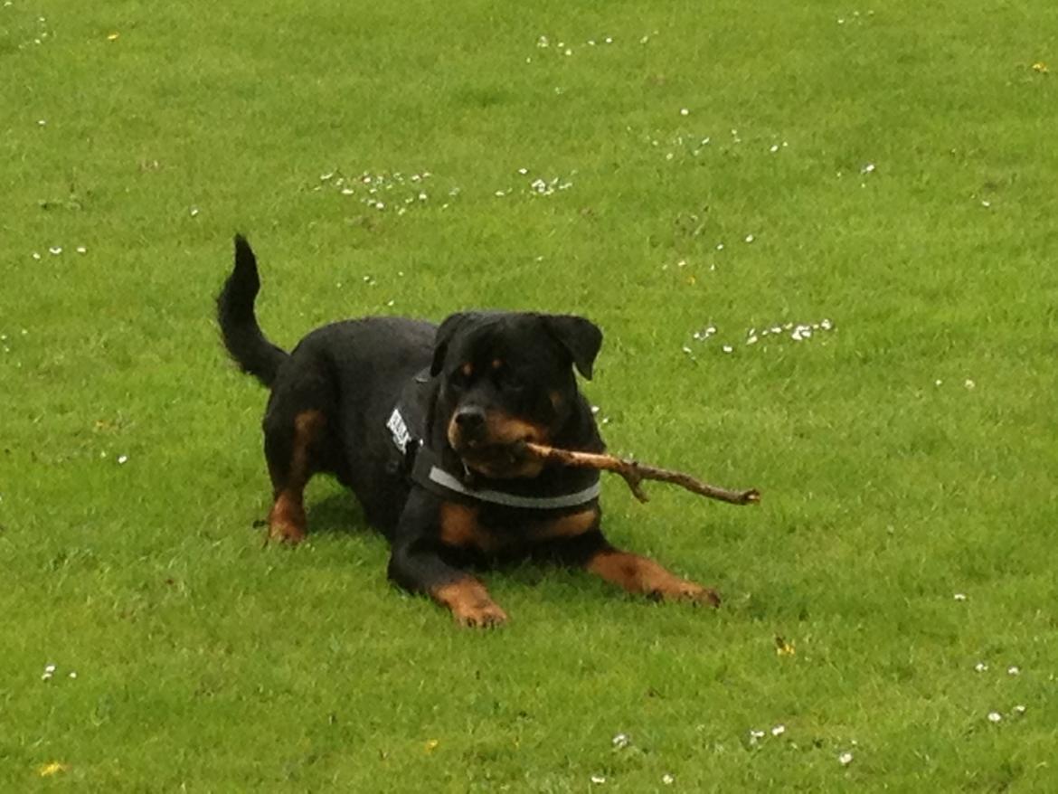 Rottweiler Anton billede 10