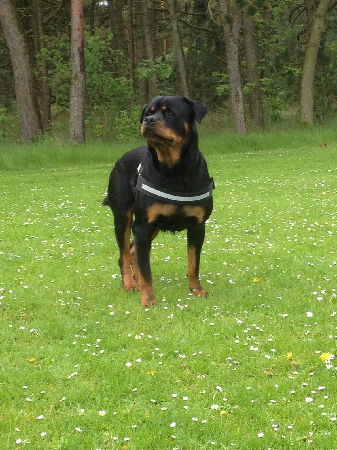 Rottweiler Anton billede 11