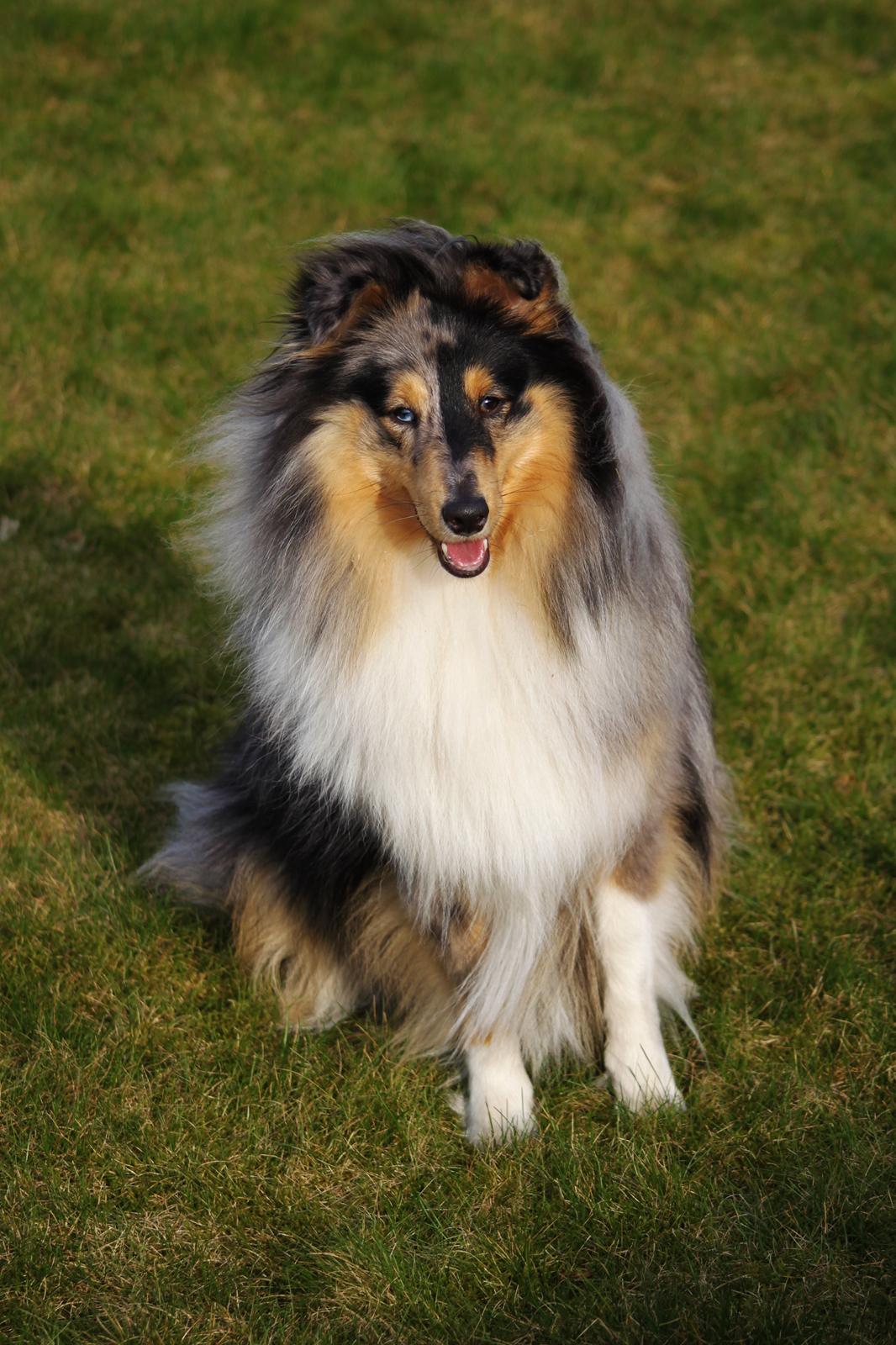 Shetland sheepdog Jenner's Blue Casanova billede 18