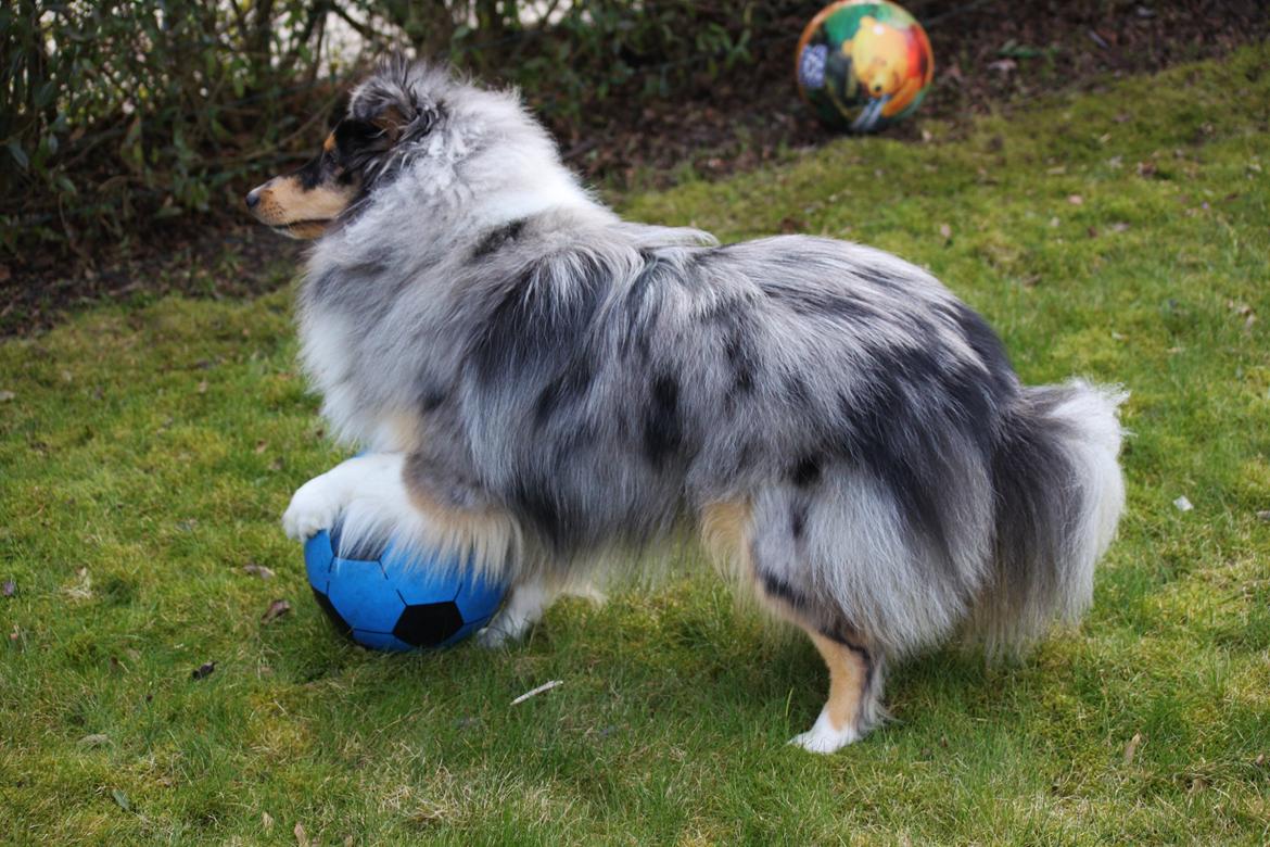 Shetland sheepdog Jenner's Blue Casanova billede 39