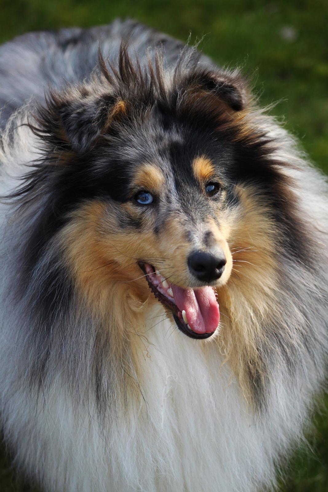 Shetland sheepdog Jenner's Blue Casanova billede 28