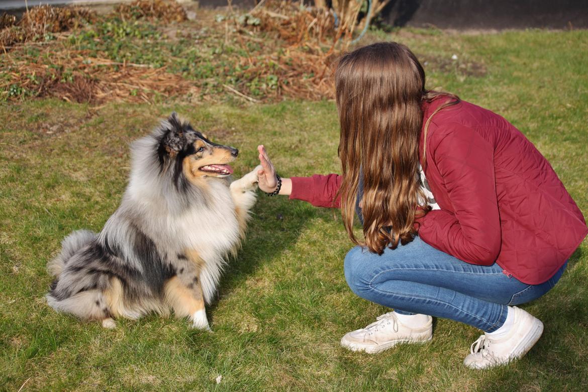 Shetland sheepdog Jenner's Blue Casanova billede 21