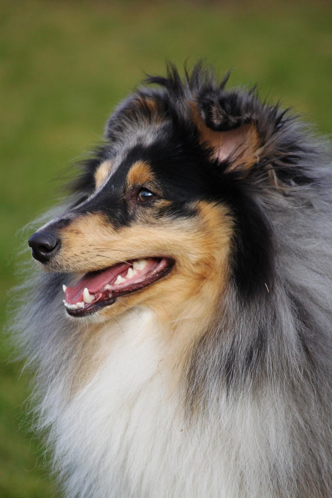 Shetland sheepdog Jenner's Blue Casanova billede 2