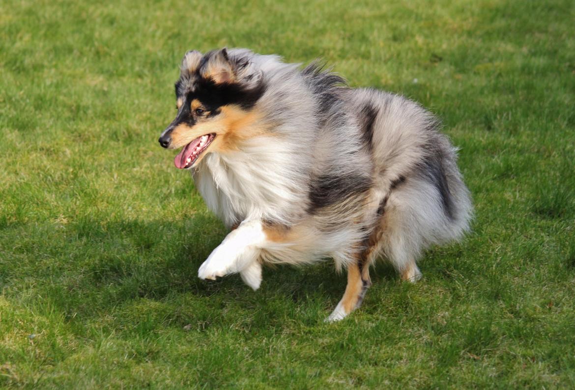 Shetland sheepdog Jenner's Blue Casanova billede 6