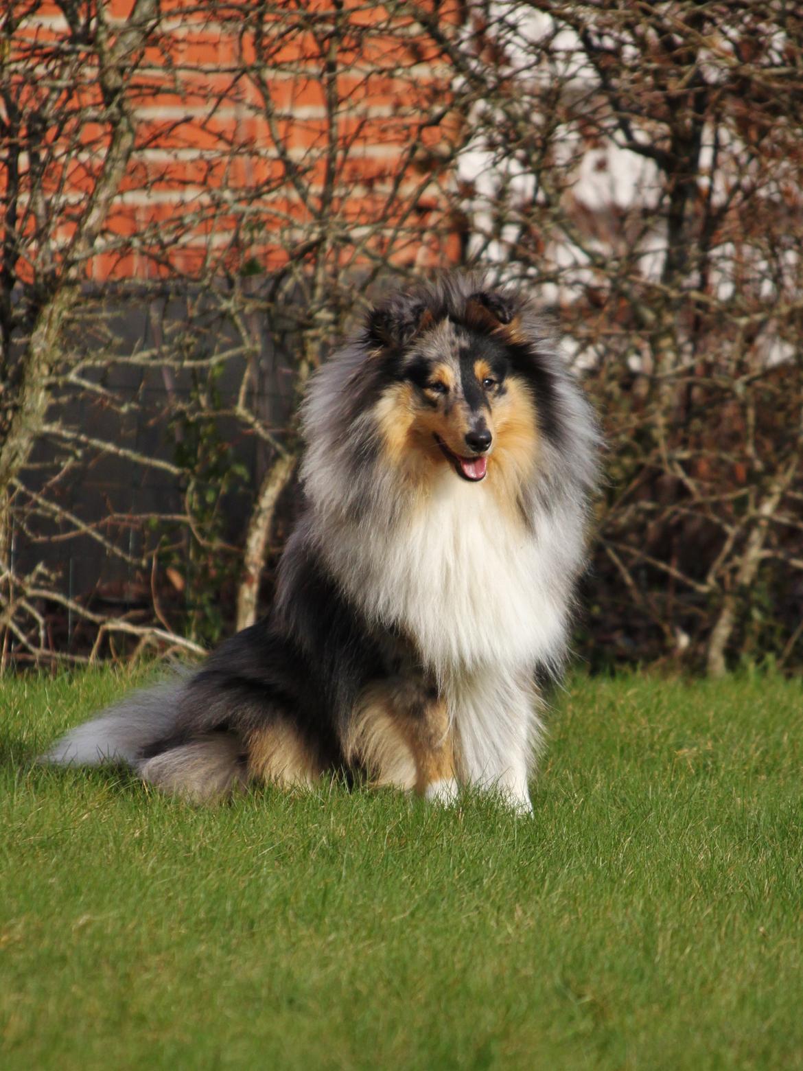 Shetland sheepdog Jenner's Blue Casanova billede 40