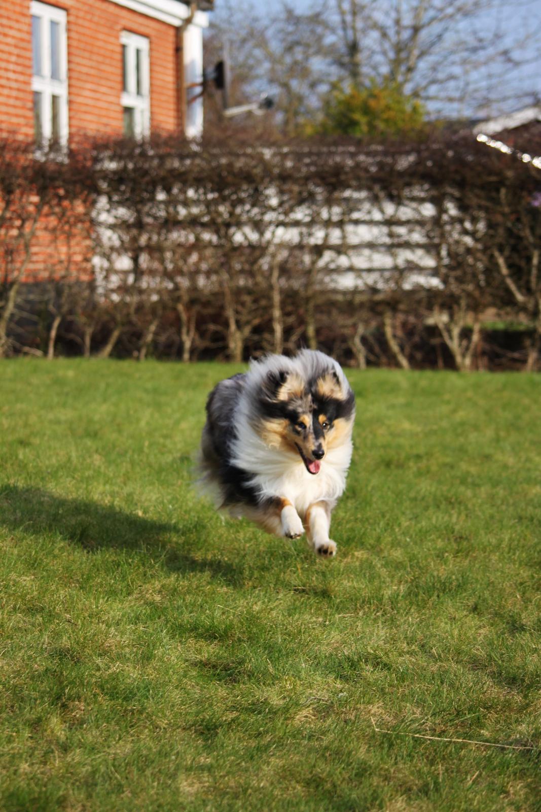 Shetland sheepdog Jenner's Blue Casanova billede 23