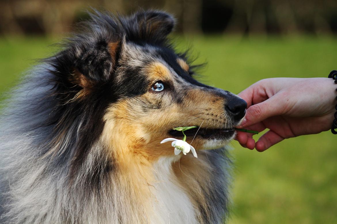 Shetland sheepdog Jenner's Blue Casanova billede 9