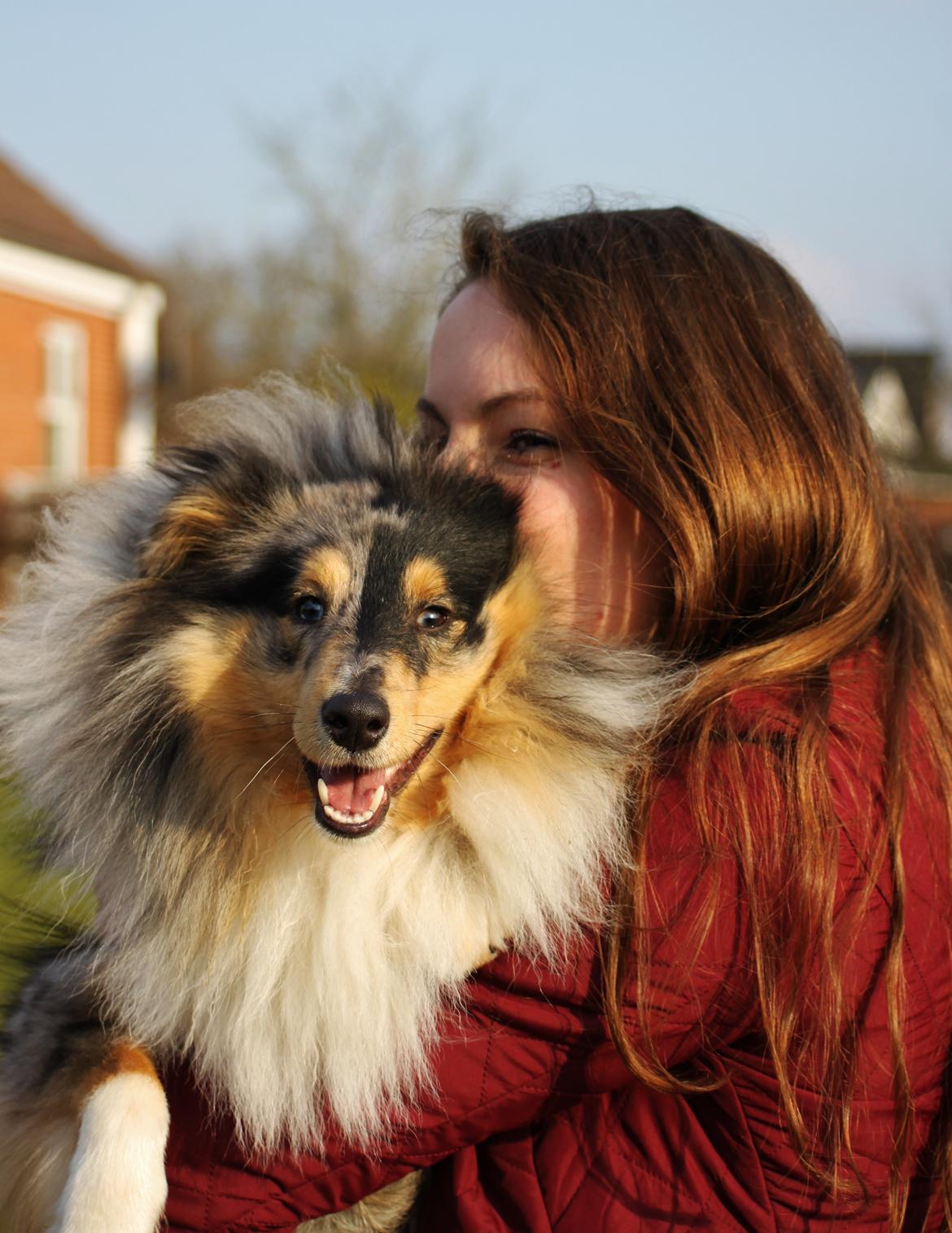 Shetland sheepdog Jenner's Blue Casanova billede 33