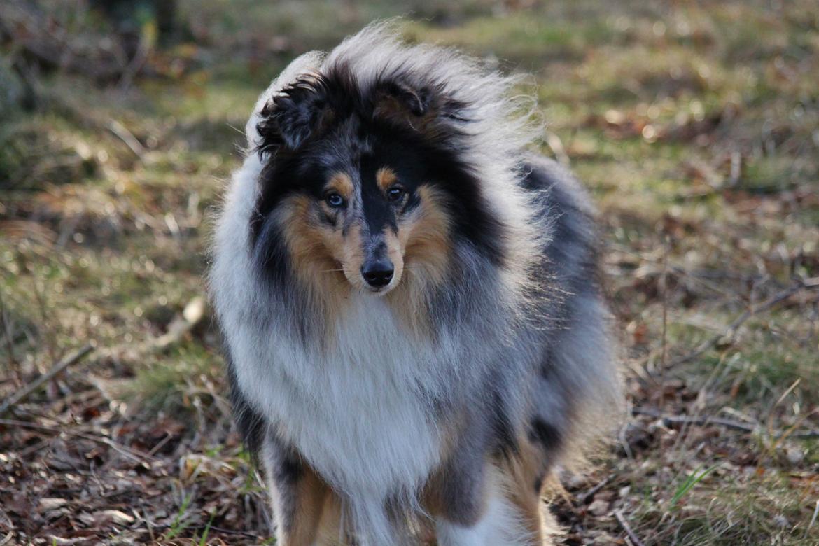 Shetland sheepdog Jenner's Blue Casanova billede 42