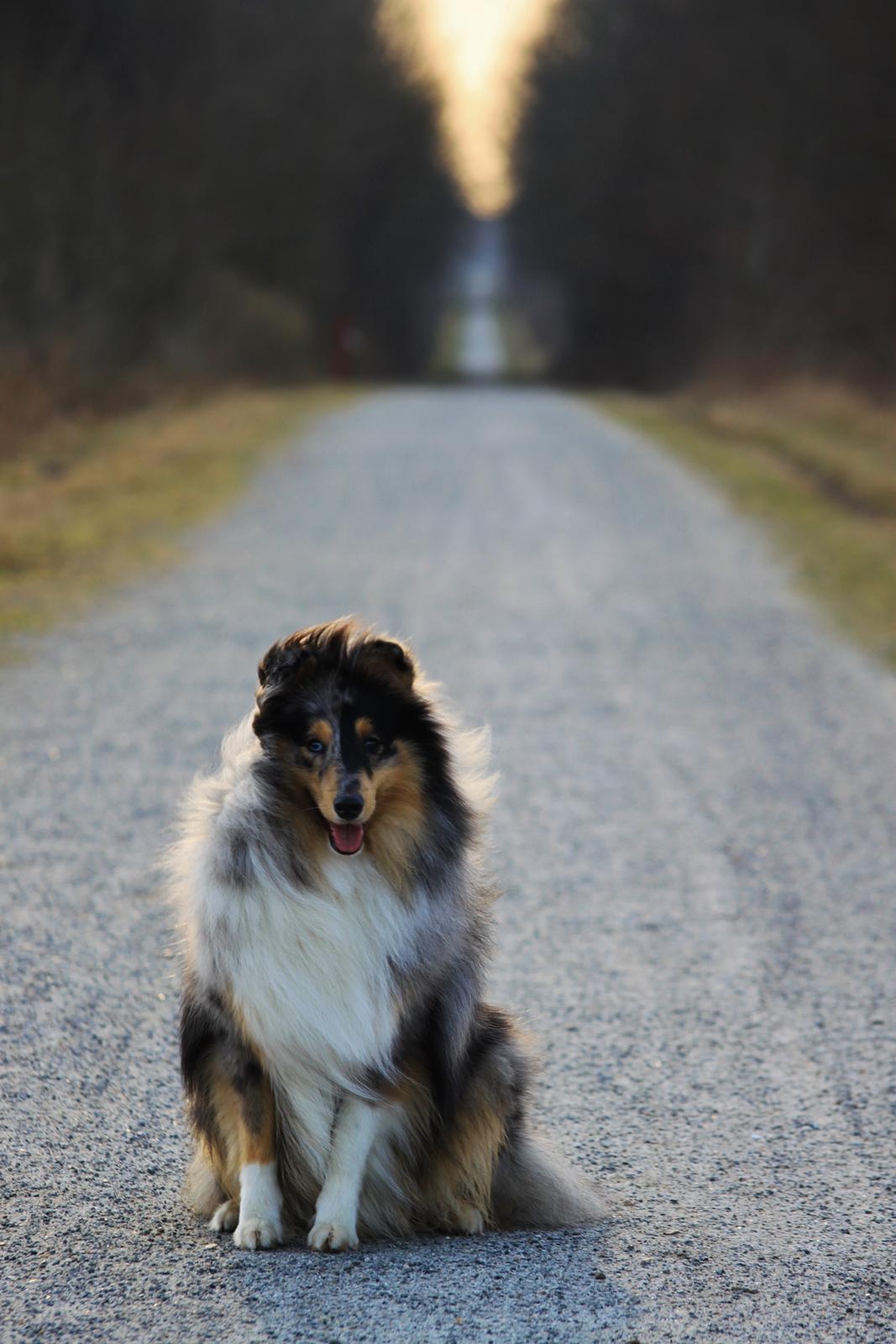 Shetland sheepdog Jenner's Blue Casanova billede 1