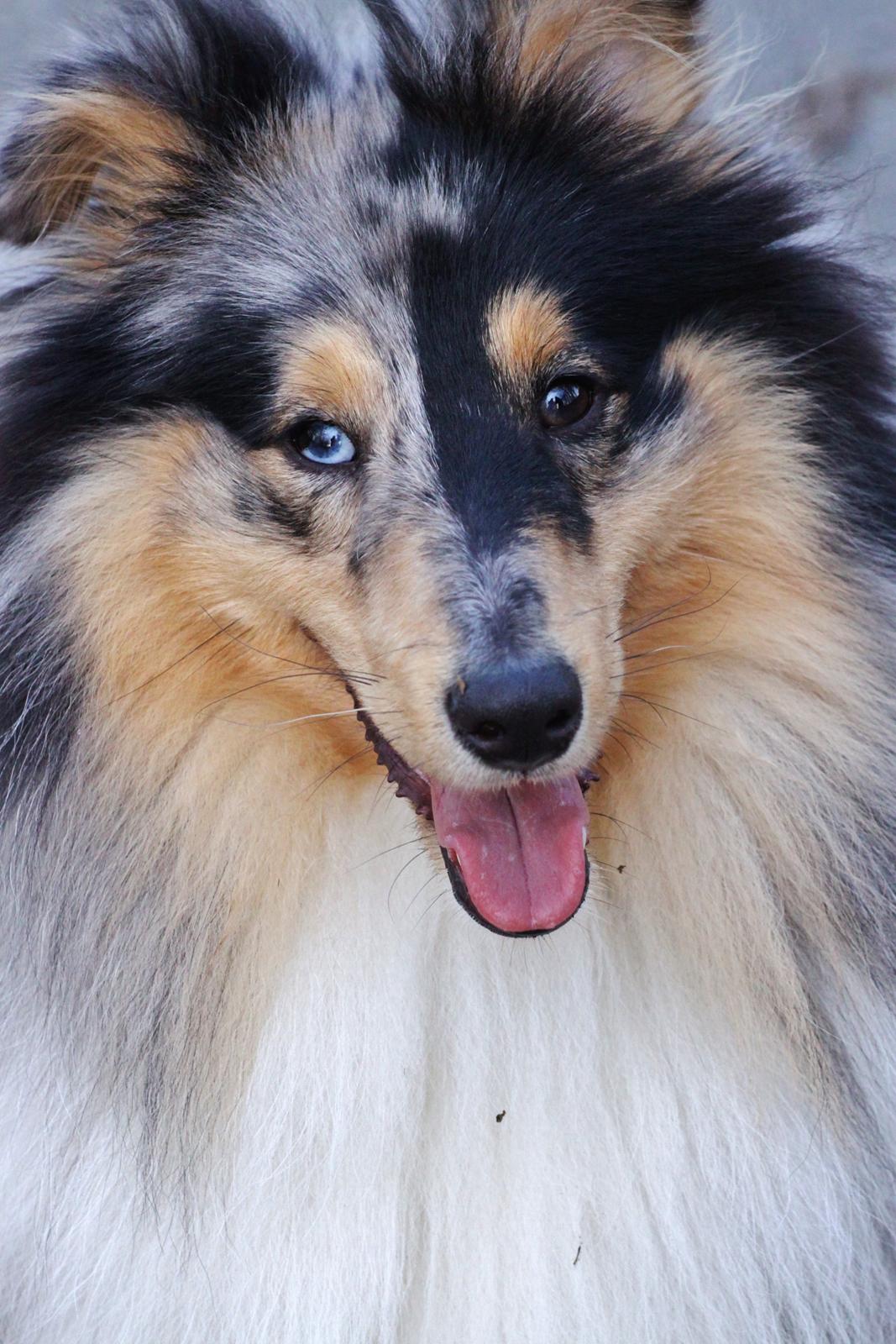 Shetland sheepdog Jenner's Blue Casanova billede 35