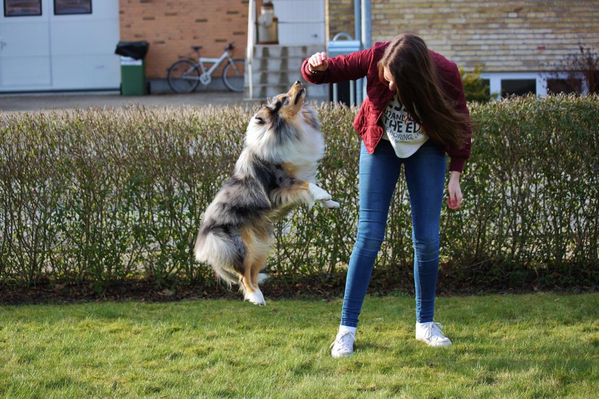 Shetland sheepdog Jenner's Blue Casanova billede 25