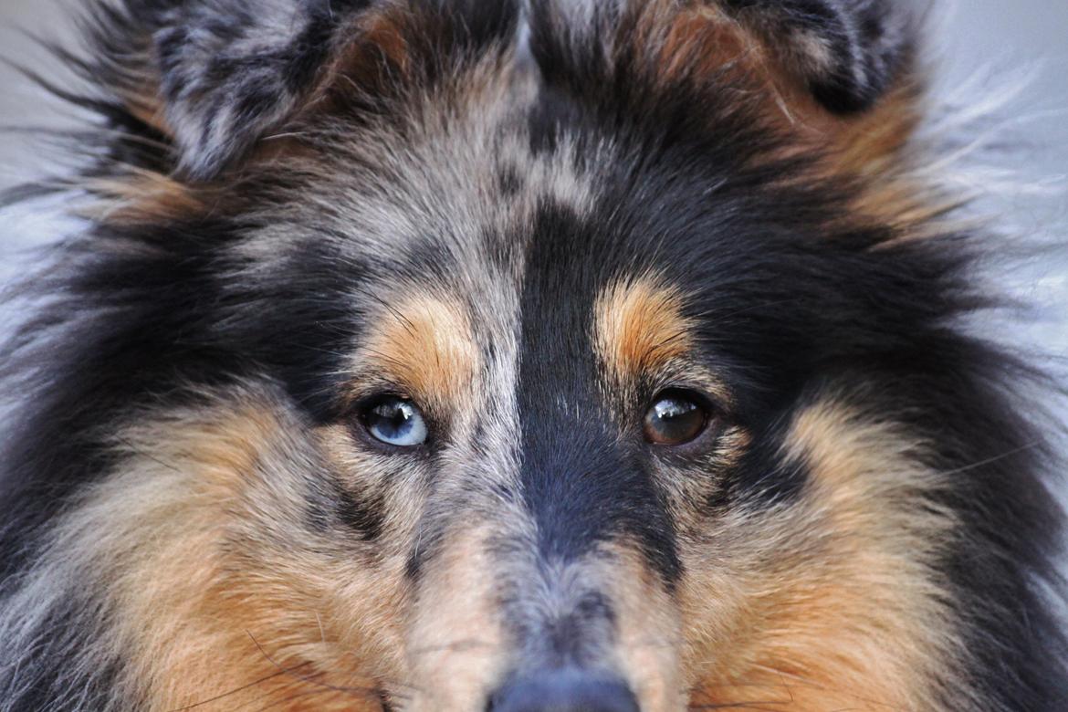 Shetland sheepdog Jenner's Blue Casanova billede 44