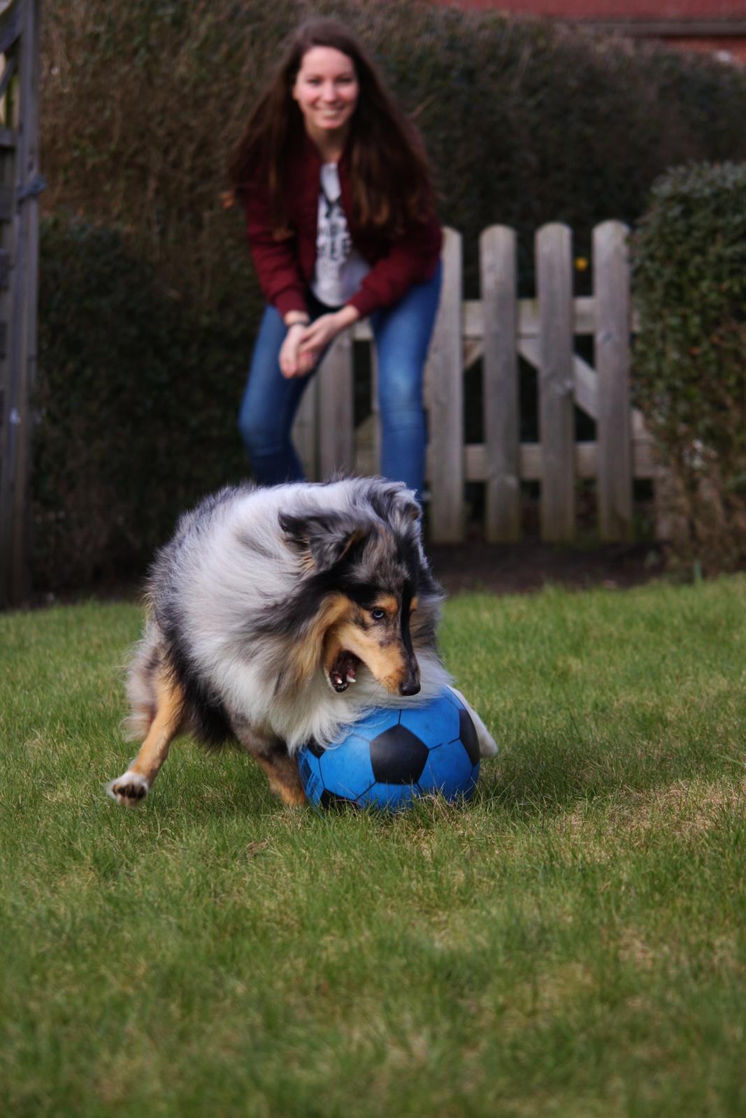 Shetland sheepdog Jenner's Blue Casanova billede 43