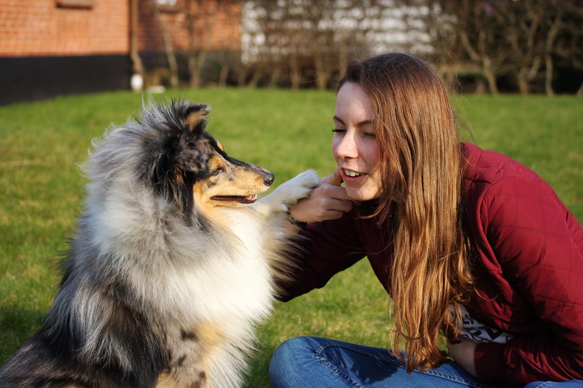 Shetland sheepdog Jenner's Blue Casanova billede 45