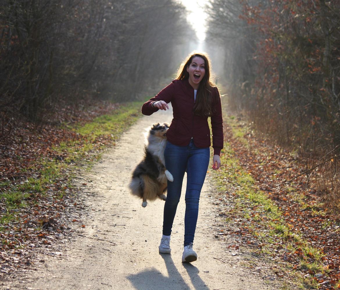 Shetland sheepdog Jenner's Blue Casanova billede 34