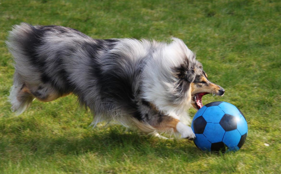 Shetland sheepdog Jenner's Blue Casanova billede 41