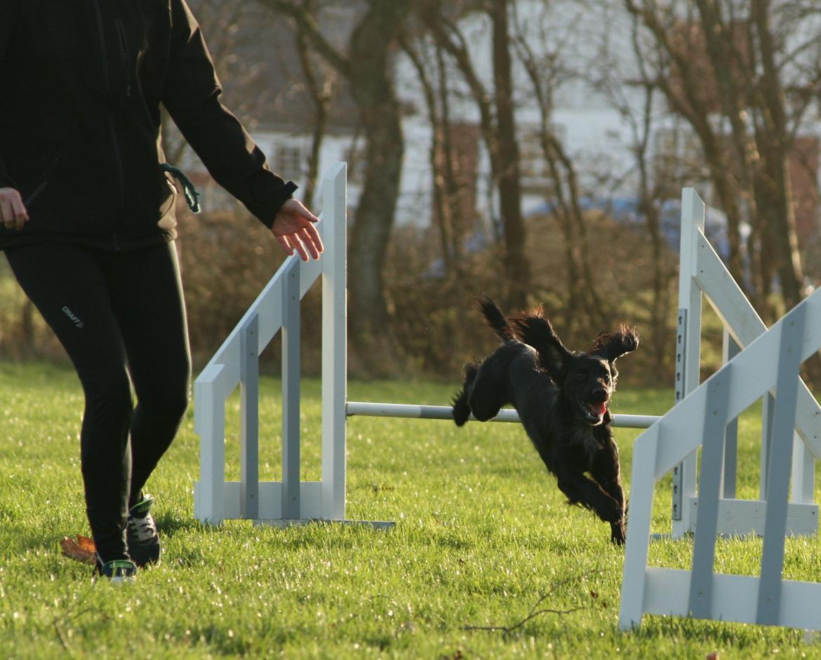 Field Trial Cockerspaniel Marley billede 19