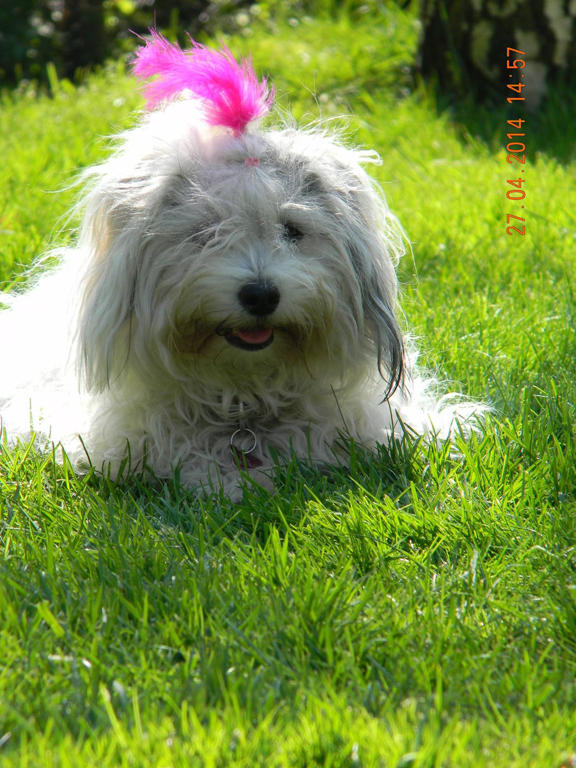 Coton de tulear Ziira billede 2