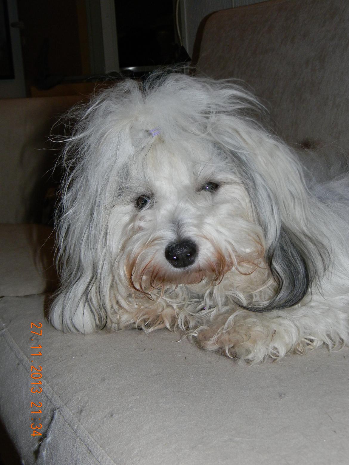 Coton de tulear Ziira billede 7