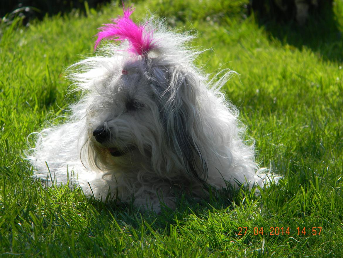 Coton de tulear Ziira billede 9