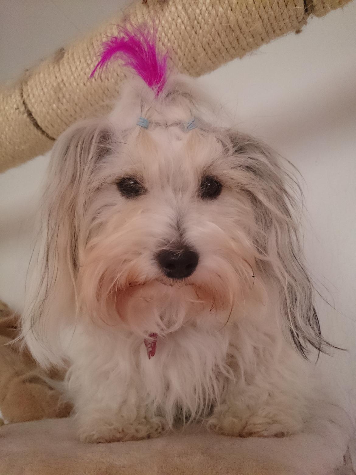 Coton de tulear Ziira billede 6