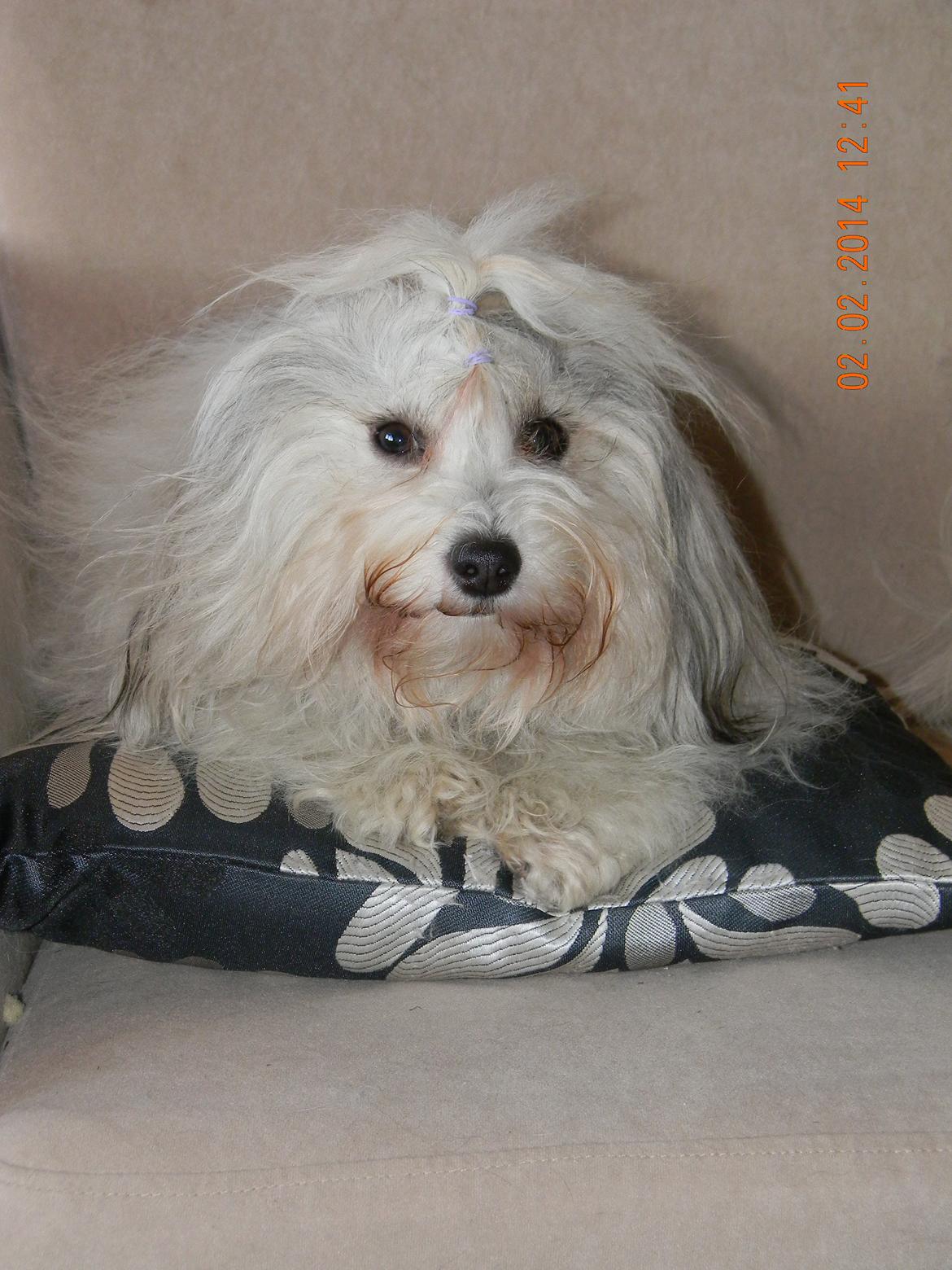 Coton de tulear Ziira billede 3