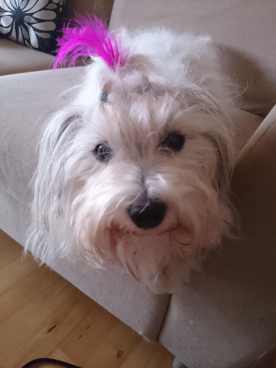Coton de tulear Ziira billede 5