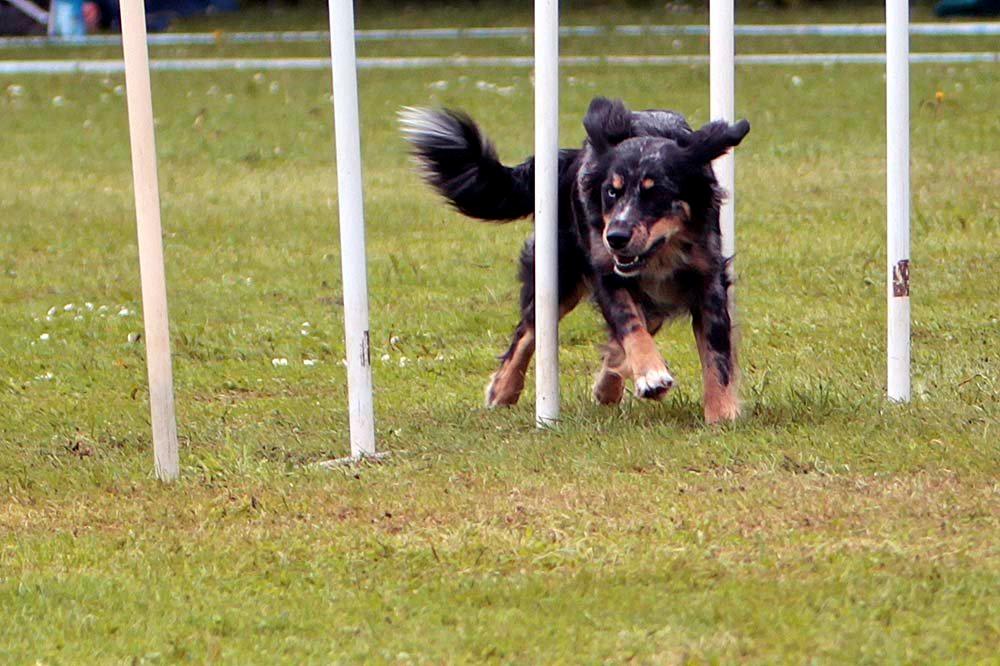 Blanding af racer Merci 6 år <3 billede 43