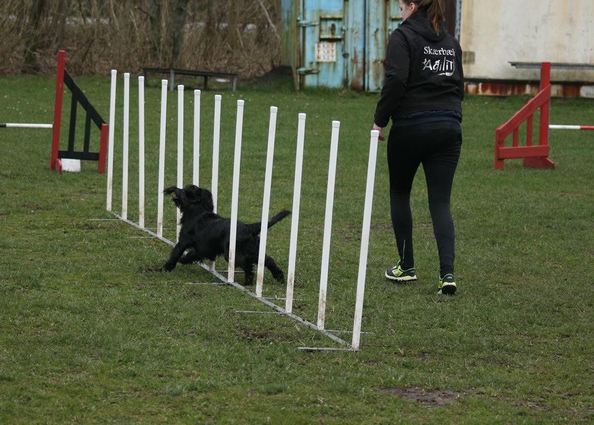 Field Trial Cockerspaniel Marley billede 20