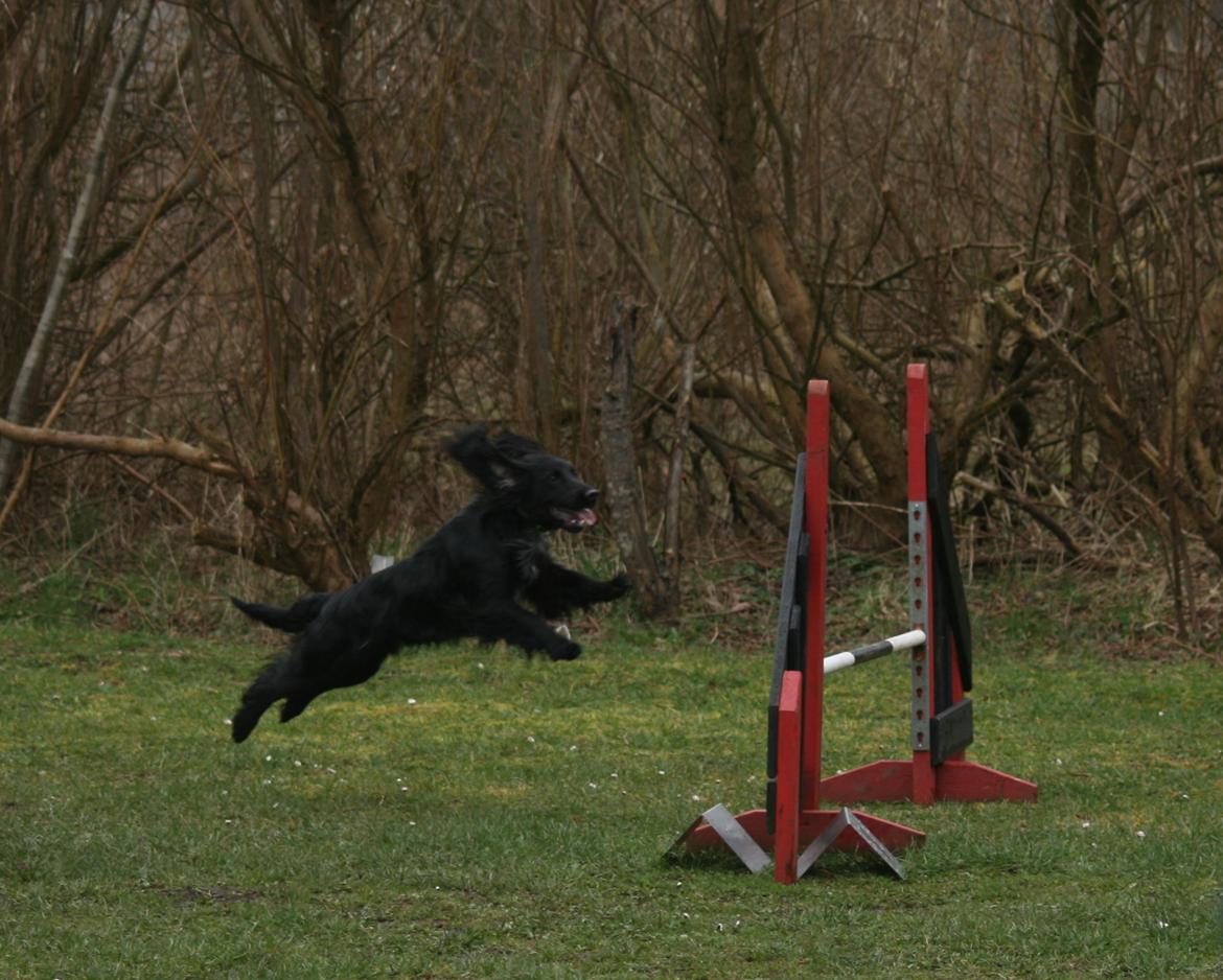 Field Trial Cockerspaniel Marley billede 21